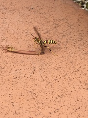 Polistes exclamans