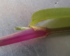 Tradescantia mundula