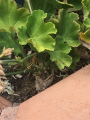 Polistes exclamans