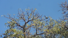 Icterus pyrrhopterus