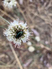 Chrysochus cobaltinus