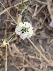 Chrysochus cobaltinus