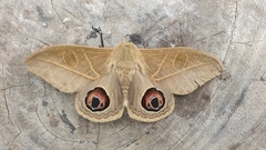 Leucanella viridescens