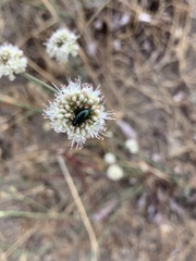 Chrysochus cobaltinus