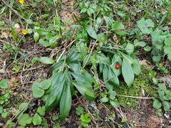 Ruscus hypoglossum