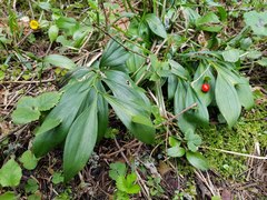 Ruscus hypoglossum