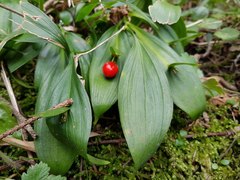Ruscus hypoglossum