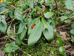 Ruscus hypoglossum