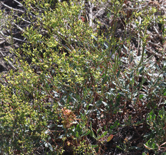 Eriogonum microtheca ambiguum
