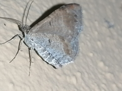 Xanthorhoe spadicearia