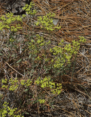 Eriogonum microtheca ambiguum