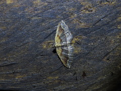 Orthonama evansi