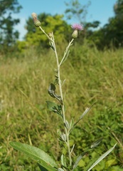 Cirsium arvense vestitum