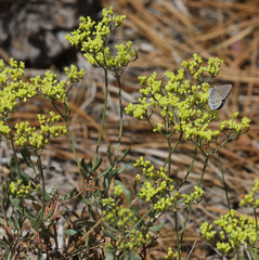 Eriogonum microtheca ambiguum