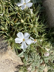 Phlox pulvinata