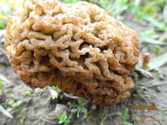 Morchella steppicola