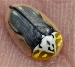 Physonota puncticollis