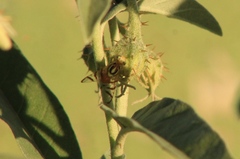 Zonosemata vittigera