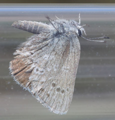 Satyrium semiluna