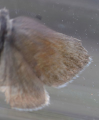 Satyrium semiluna