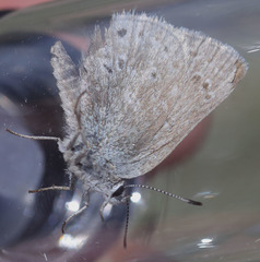 Satyrium semiluna