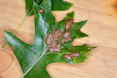 Callirhytis favosa
