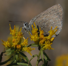 Satyrium semiluna