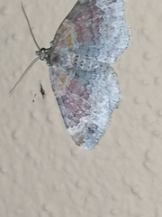Xanthorhoe spadicearia