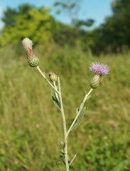 Cirsium arvense vestitum
