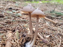 Agaricales