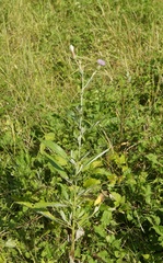 Cirsium arvense vestitum