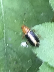 Cyclotrypema furcata