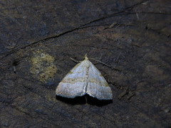 Macrochilo litophora