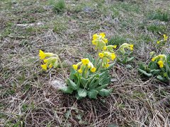Primula veris