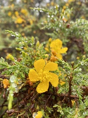 Hypericum laricifolium