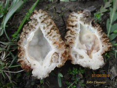 Morchella steppicola