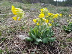 Primula veris