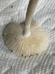 Amanita elliptosperma