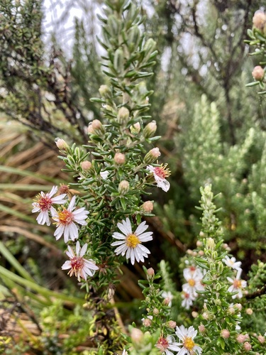 Diplostephium hartwegii, photograph 4