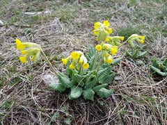 Primula veris