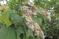 Podachaenium eminens