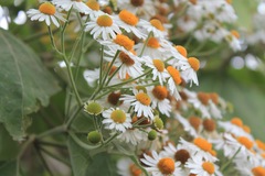 Podachaenium eminens