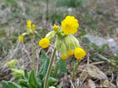 Primula veris