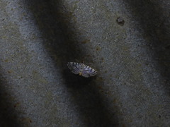 Conchylodes ovulalis