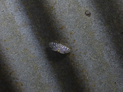 Conchylodes ovulalis