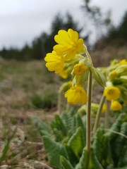 Primula veris