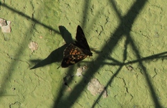 Phyciodes phaon