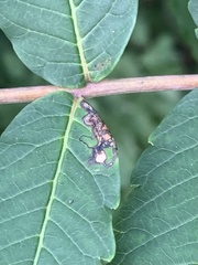 Stigmella intermedia