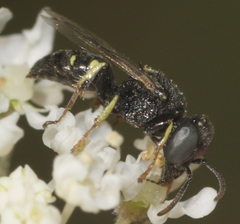 Oxybelus bipunctatus