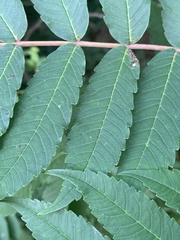 Stigmella intermedia